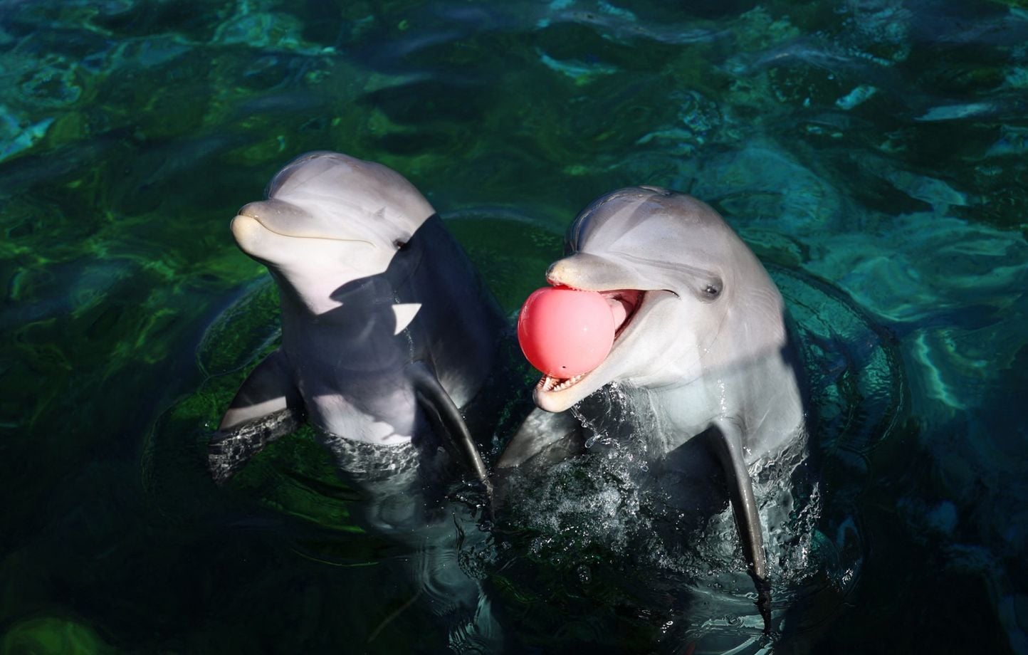 Ha comenzado el traslado de ocho delfines, un “escándalo de Estado” según asociaciones Ha comenzado el traslado de ocho delfines, un “escándalo de Estado” según asociaciones